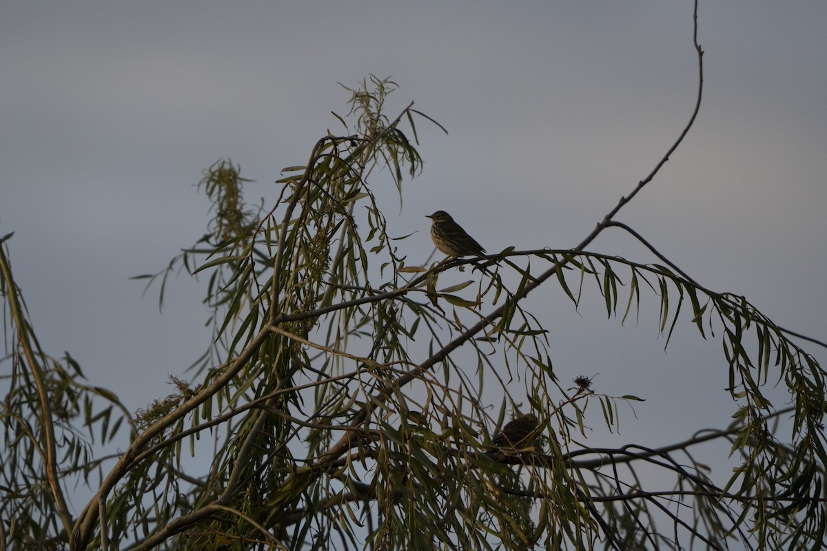 Meadow Pipit - ML646921272