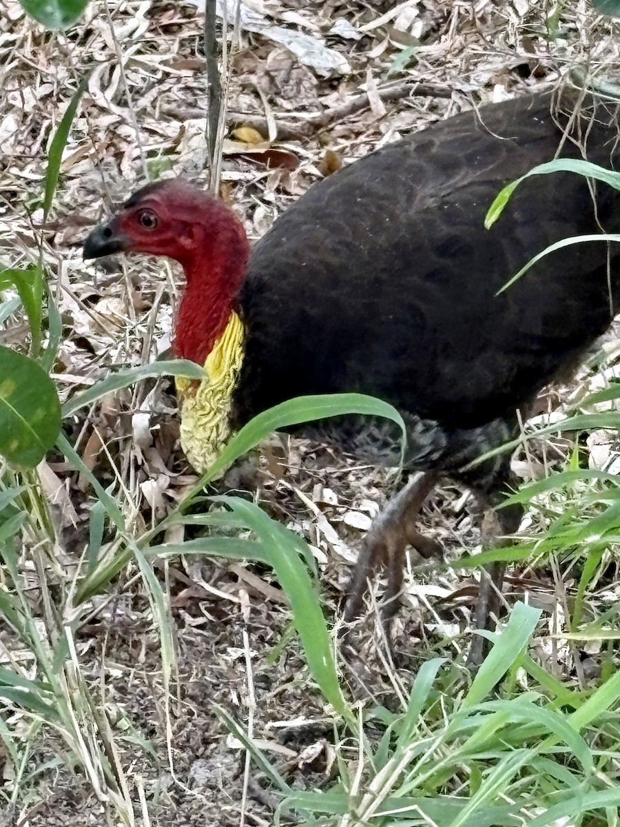 Australian Brushturkey (Yellow-pouched) - ML646921274