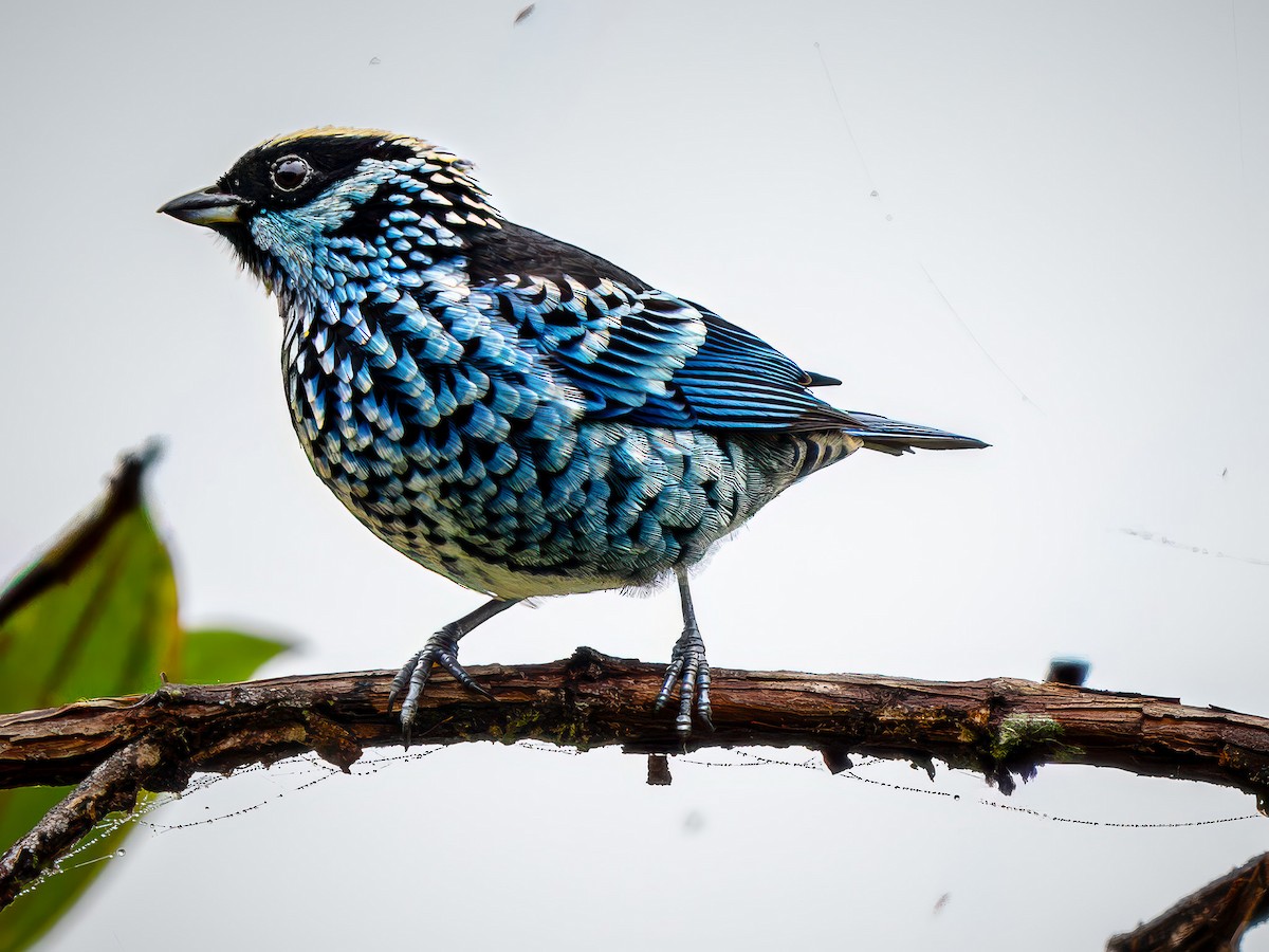 Beryl-spangled Tanager - ML646921276