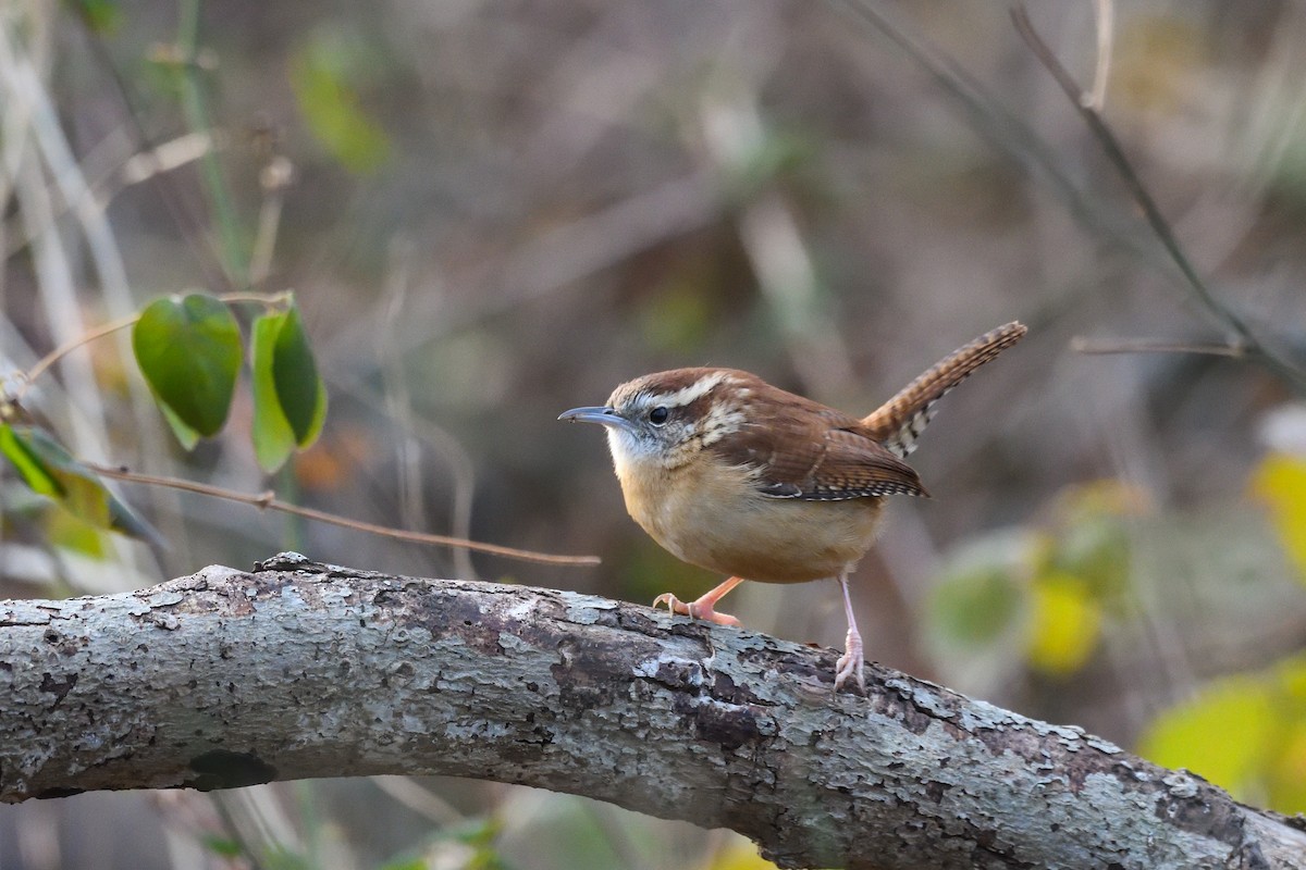 Carolina Wren - ML646921278