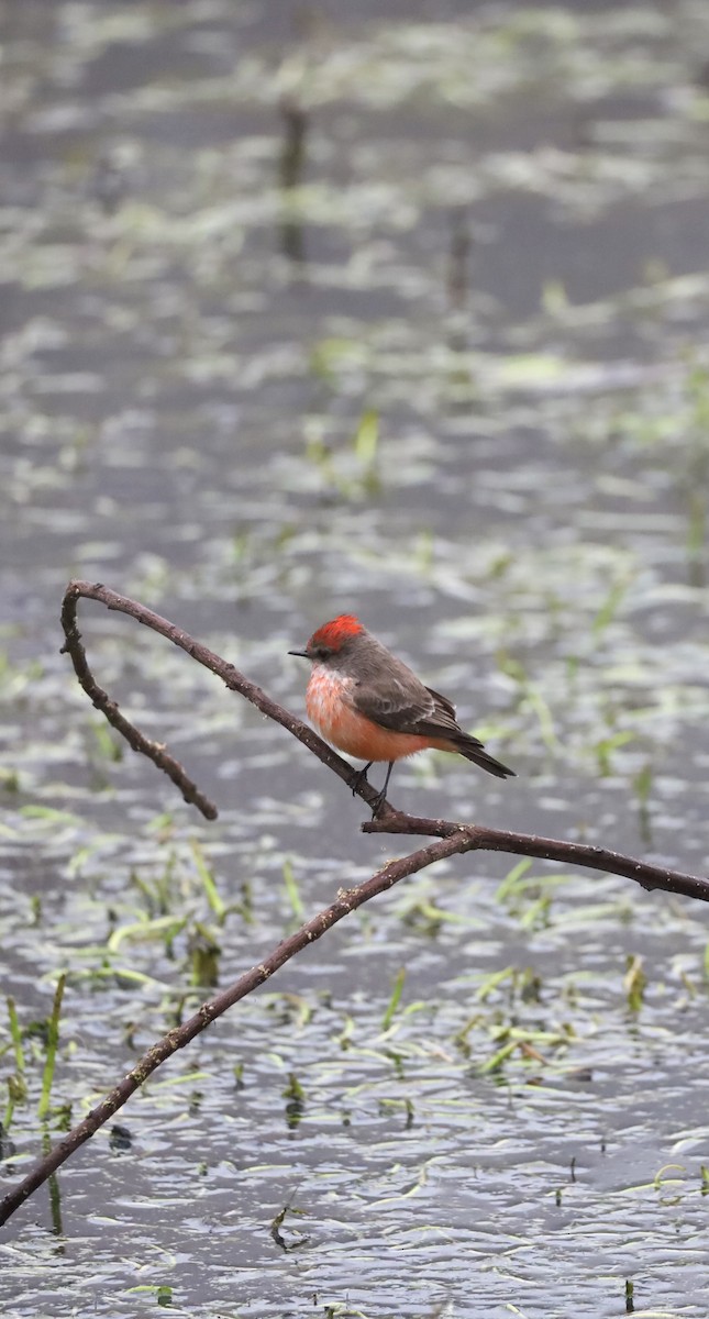 Vermilion Flycatcher - ML646921280