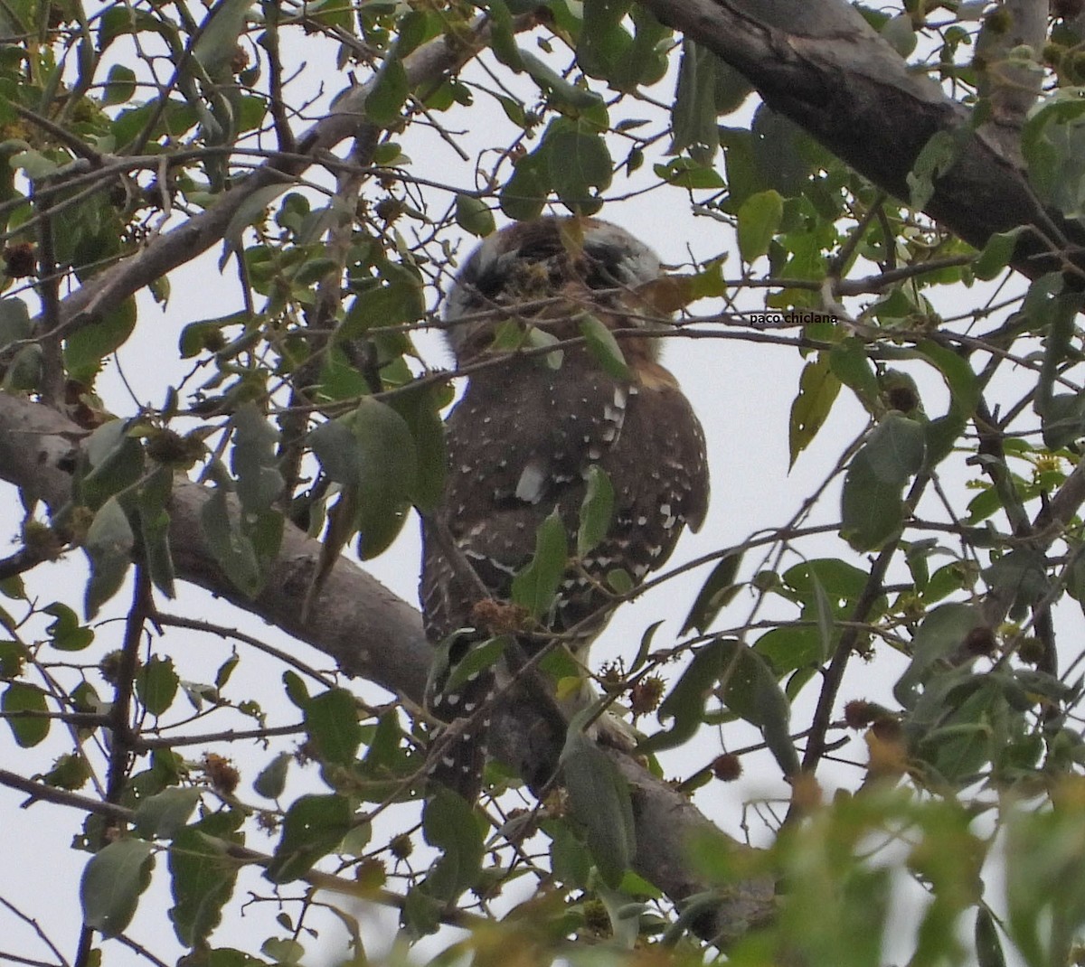 Pearl-spotted Owlet - ML646921282