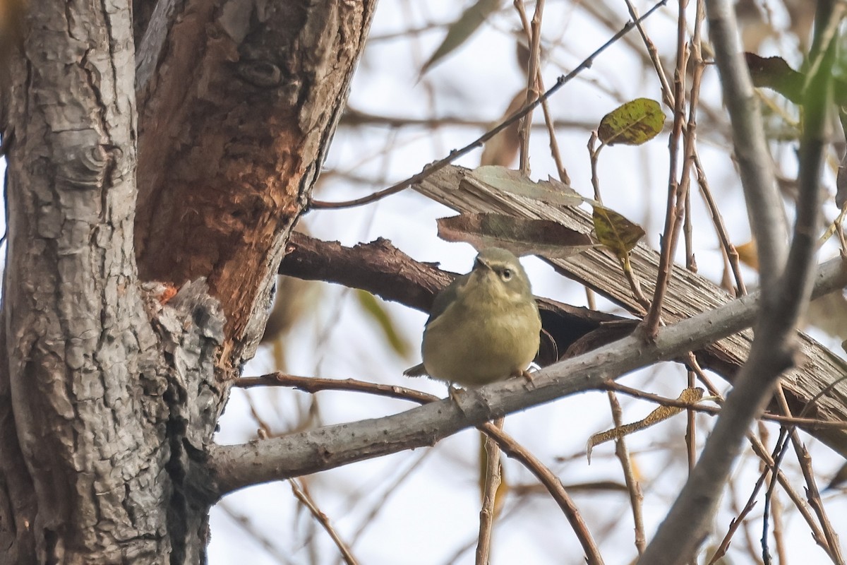Синеспинная древесница - ML646921283