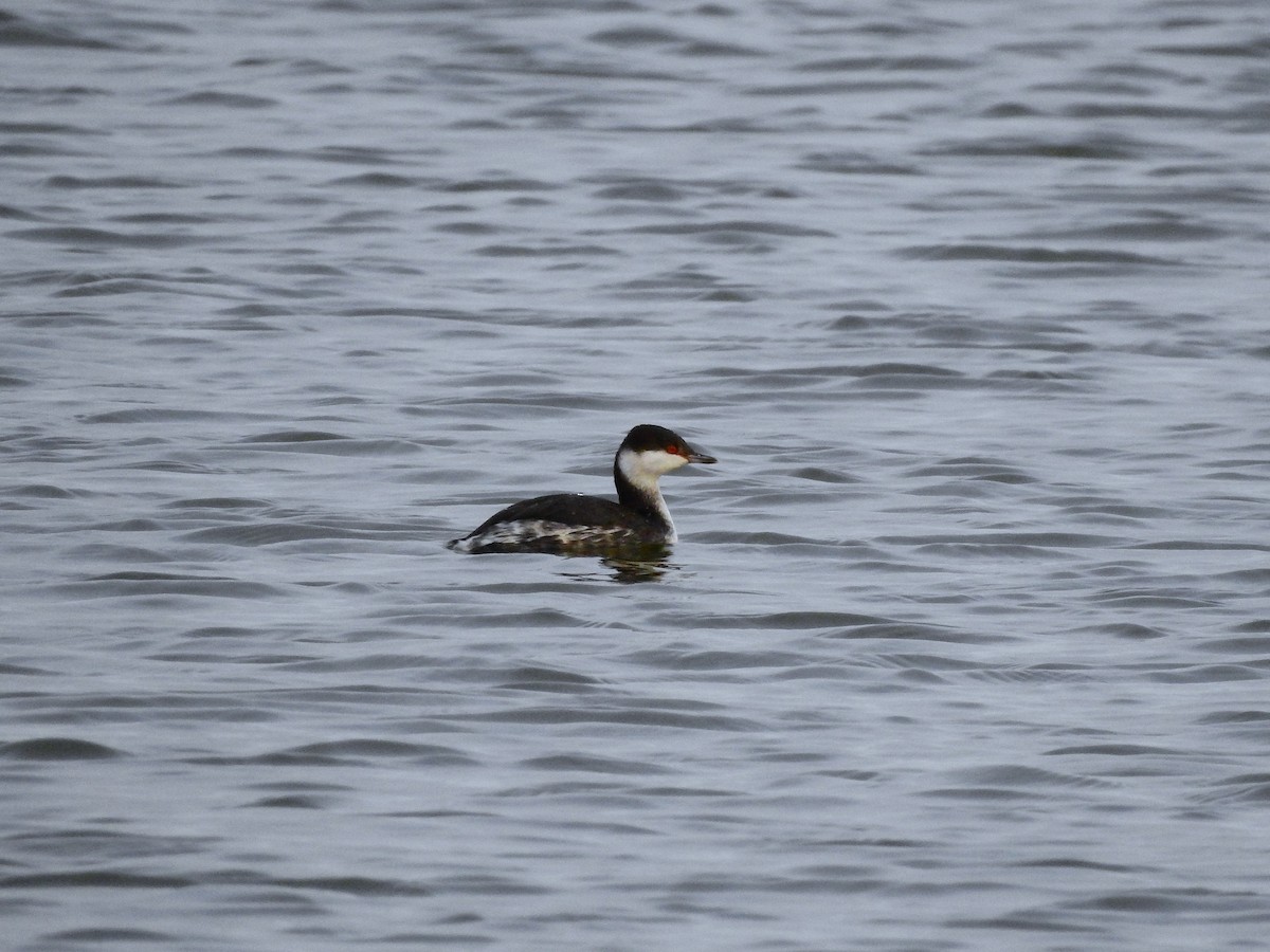 horndykker - ML646921284