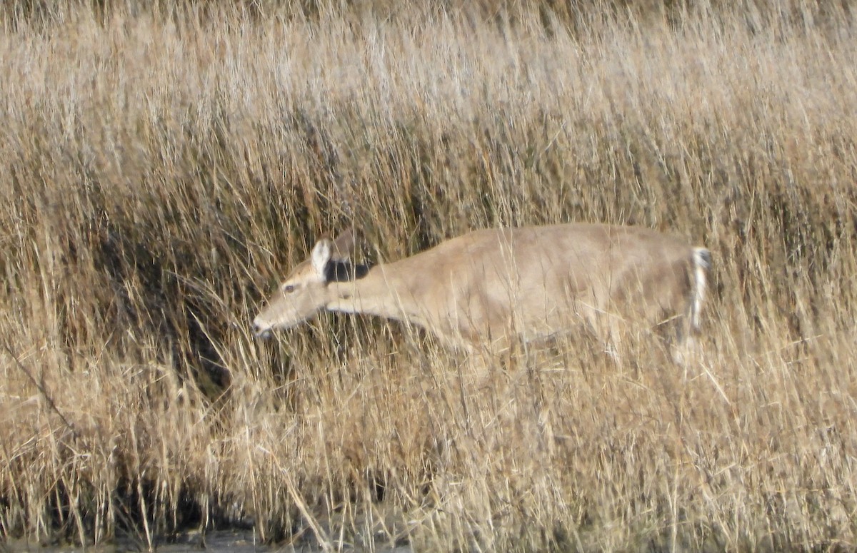 Animals - ML646921285