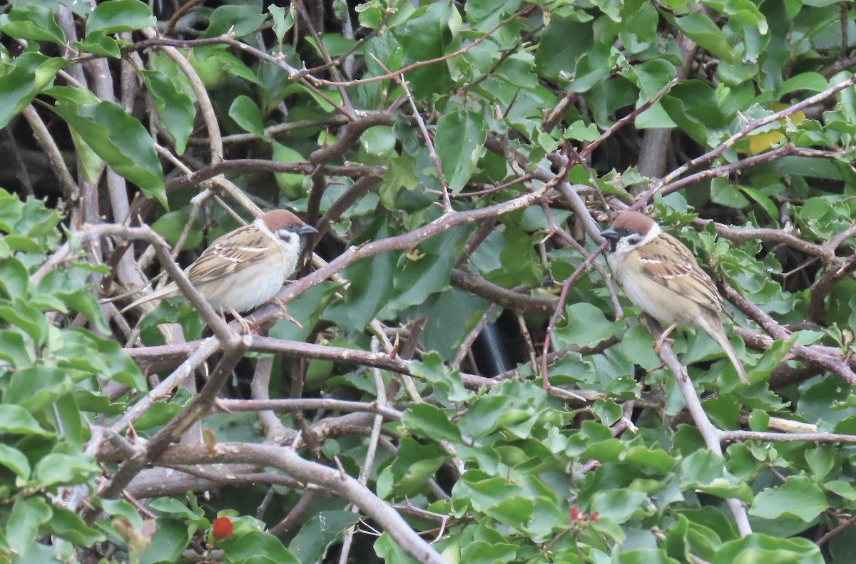 Gorrión Molinero - ML646921288