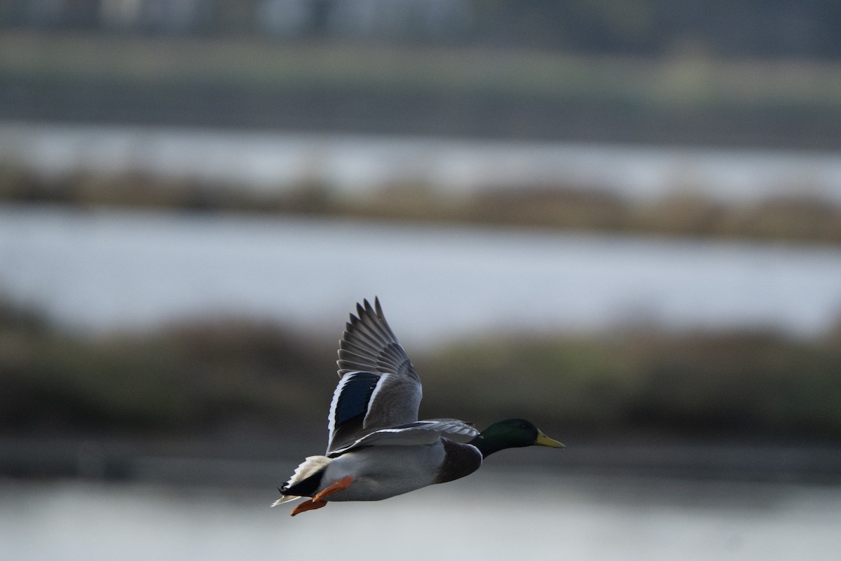 Mallard - ML646921289