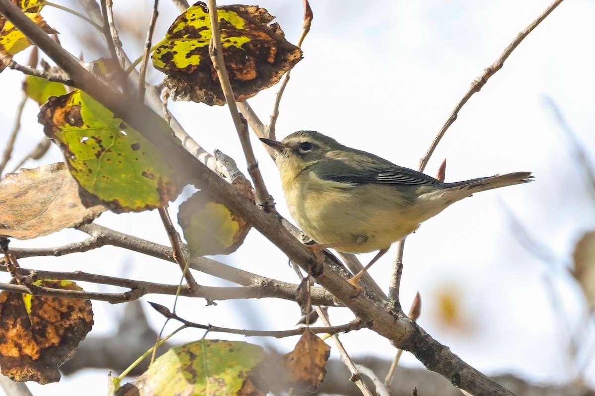 Синеспинная древесница - ML646921290