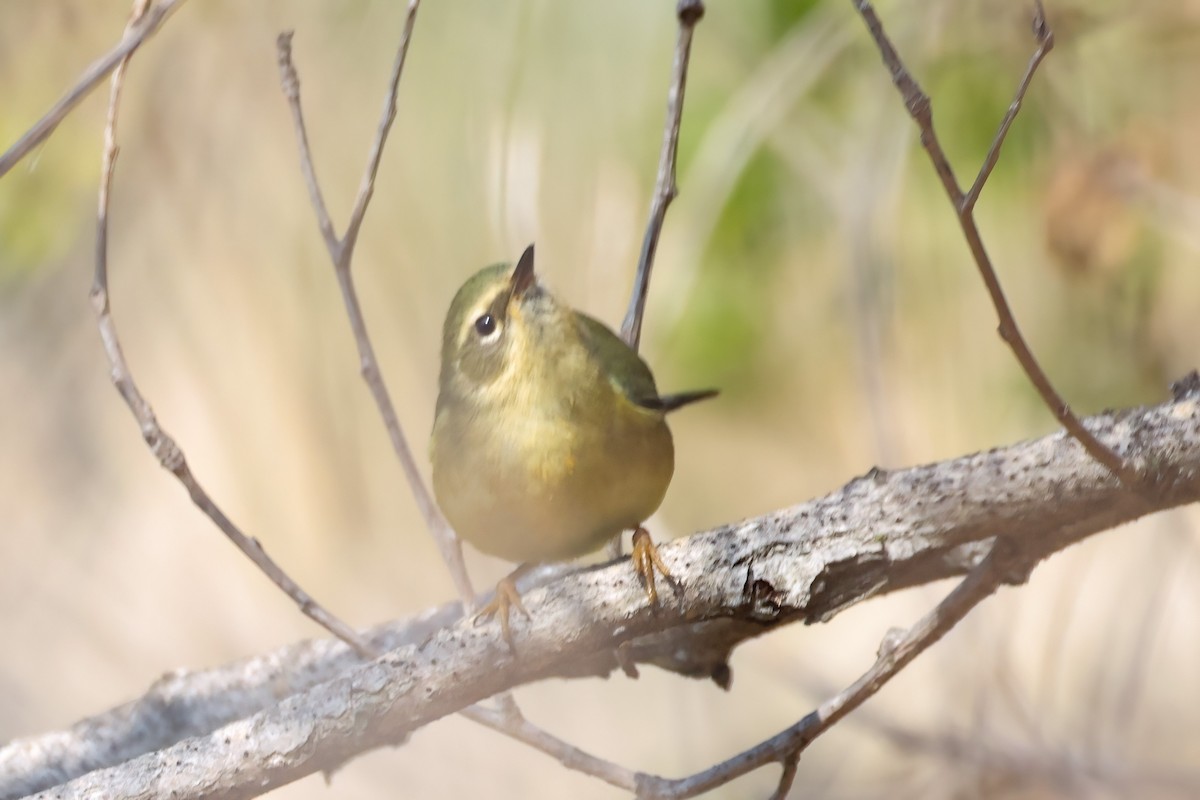 Синеспинная древесница - ML646921298