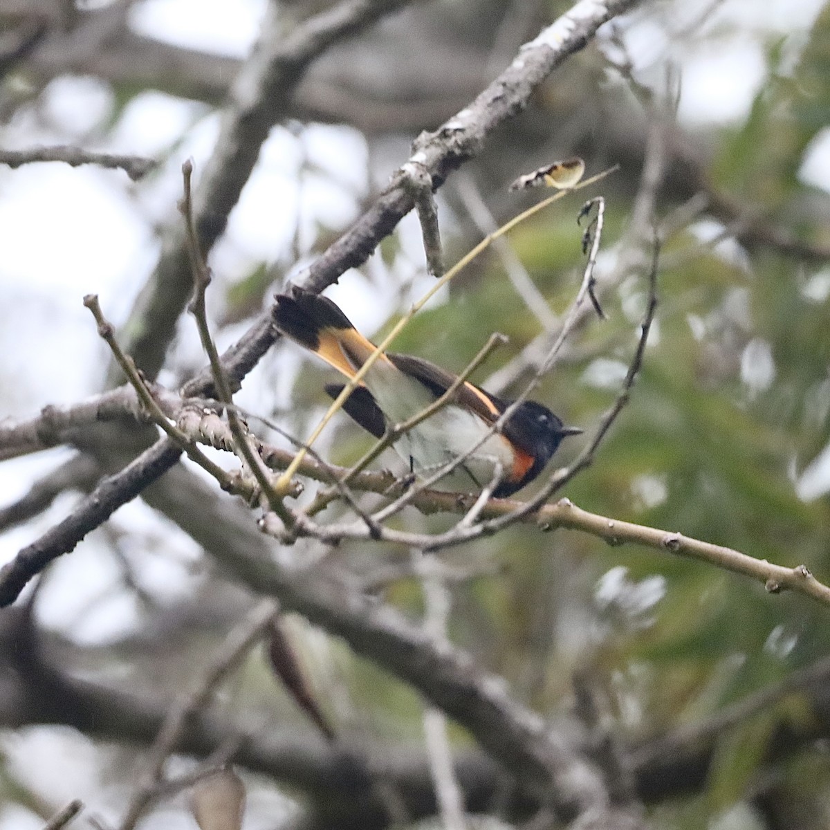 American Redstart - ML646921300