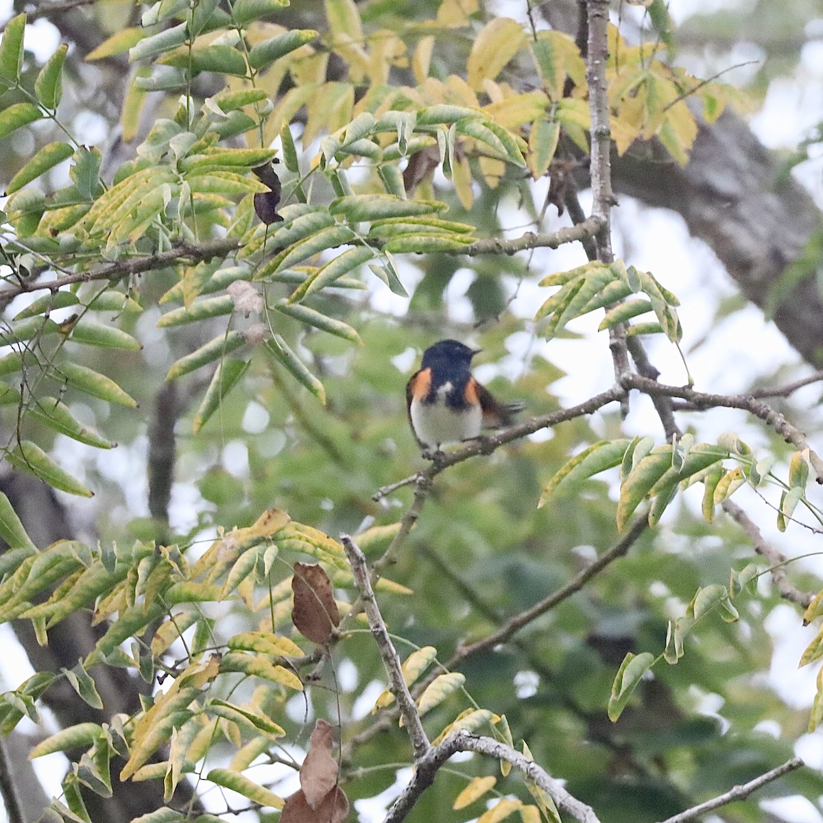 American Redstart - ML646921301