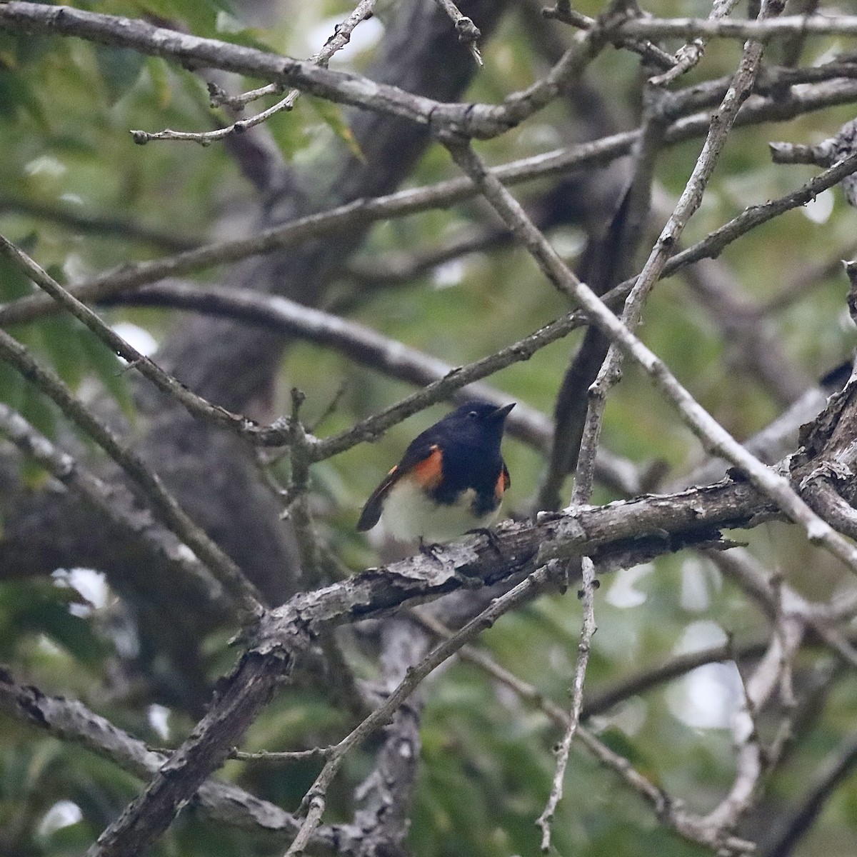 American Redstart - ML646921302