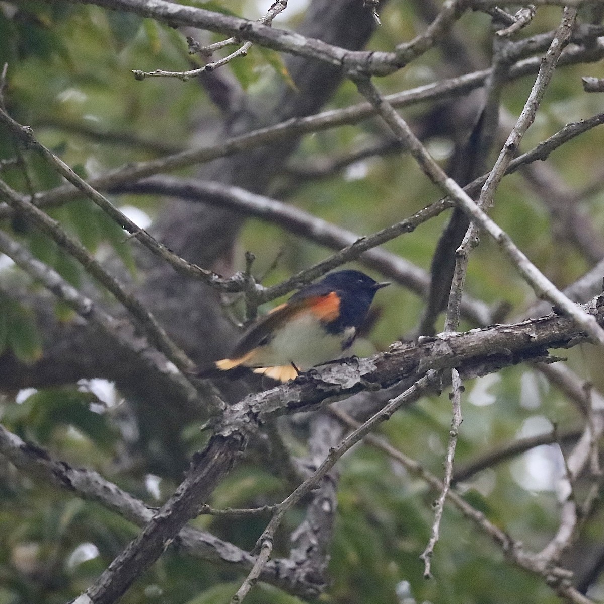 American Redstart - ML646921303