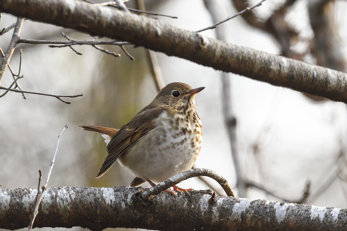 Hermit Thrush - ML646921307