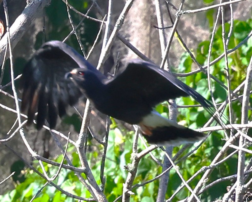 Snail Kite - ML646921308