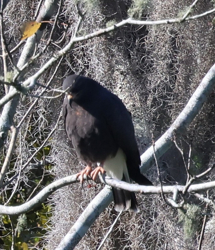 Snail Kite - ML646921309