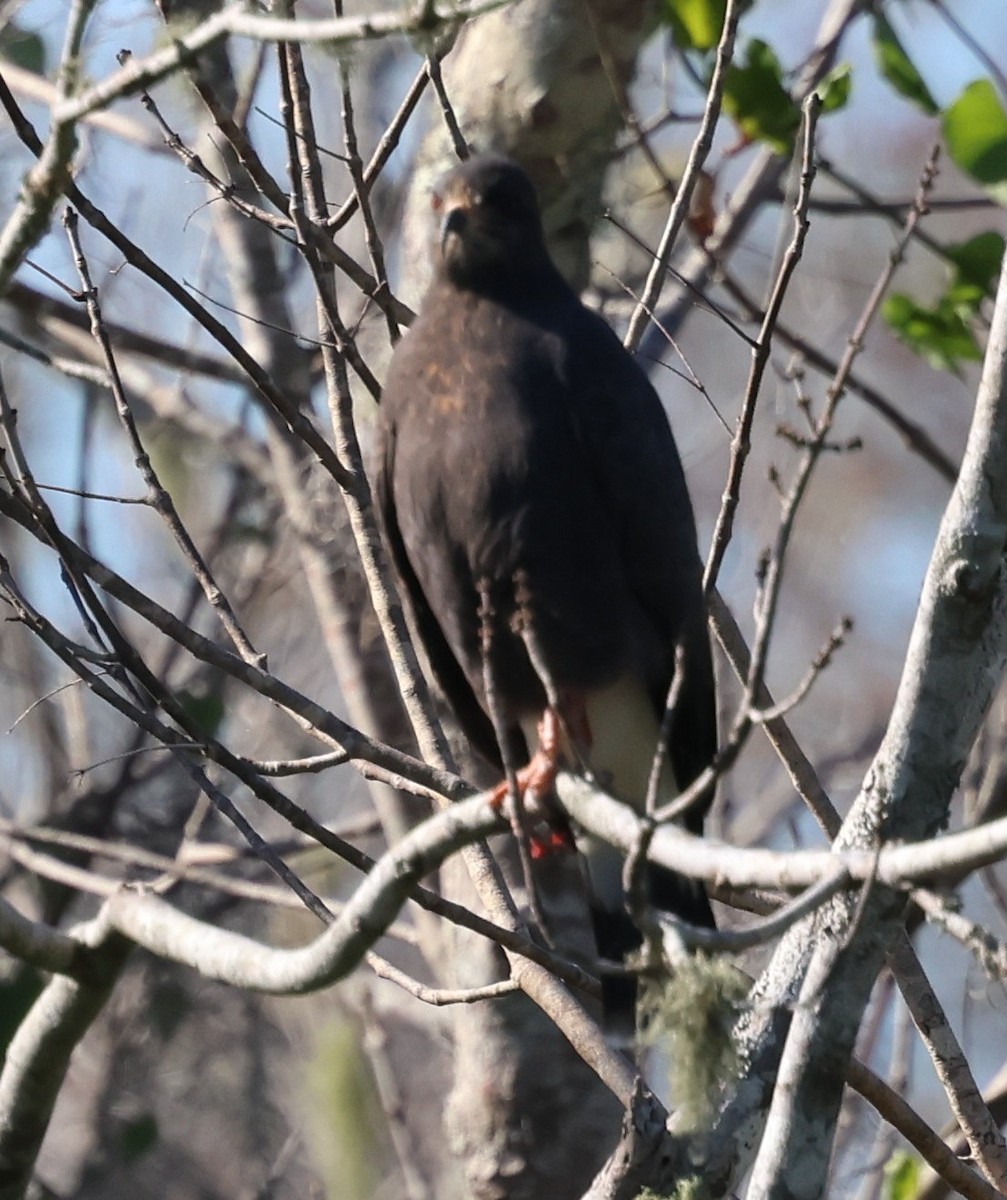 Snail Kite - ML646921310