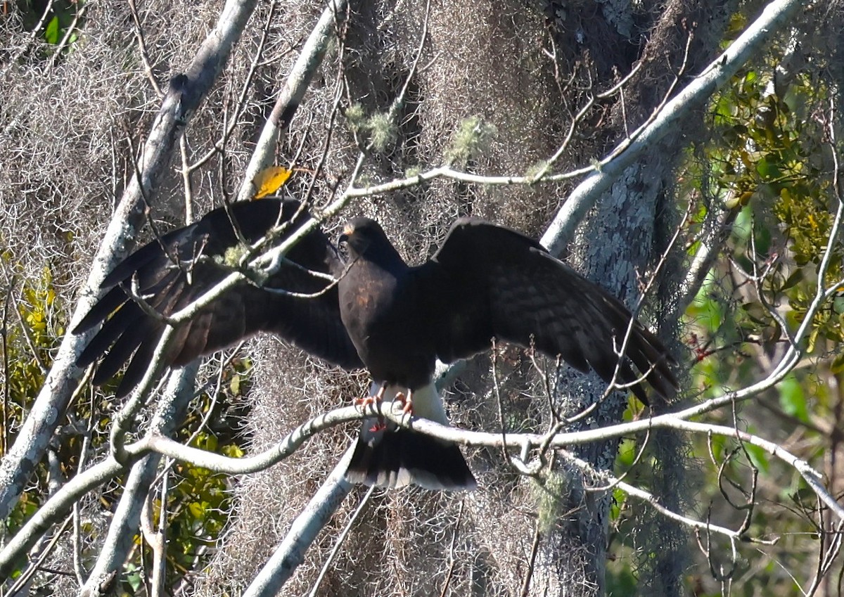 Snail Kite - ML646921311