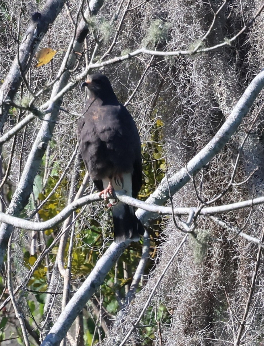 Snail Kite - ML646921312