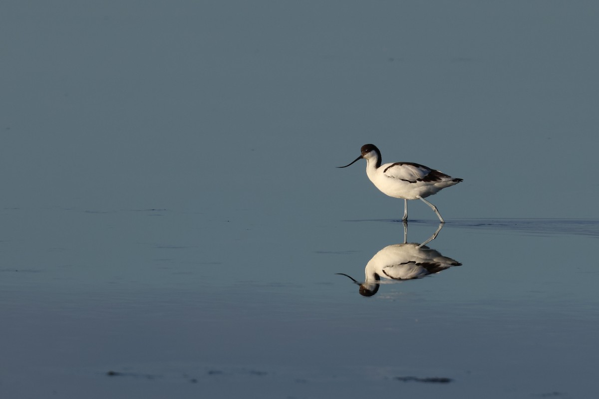 Pied Avocet - ML646921320