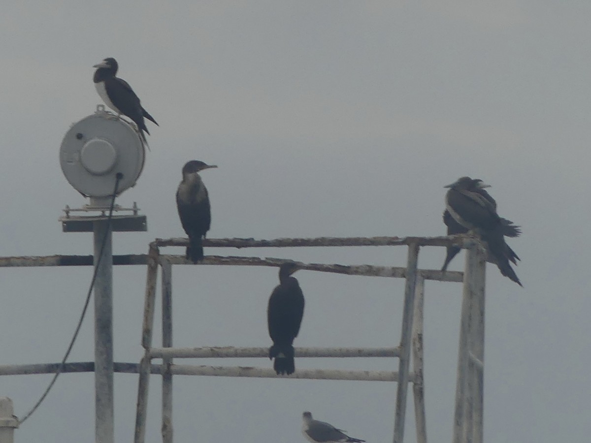 Brown Booby (Atlantic) - ML646921323
