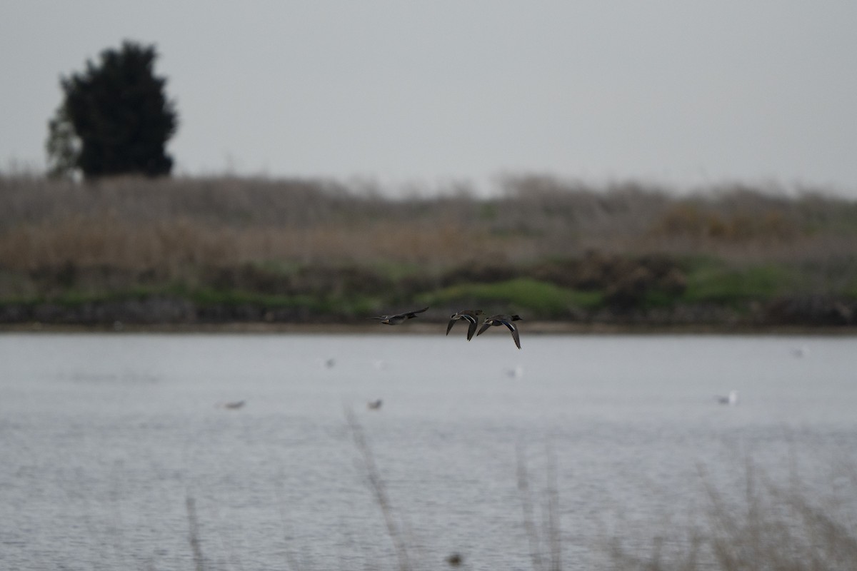 Green-winged Teal - ML646921334