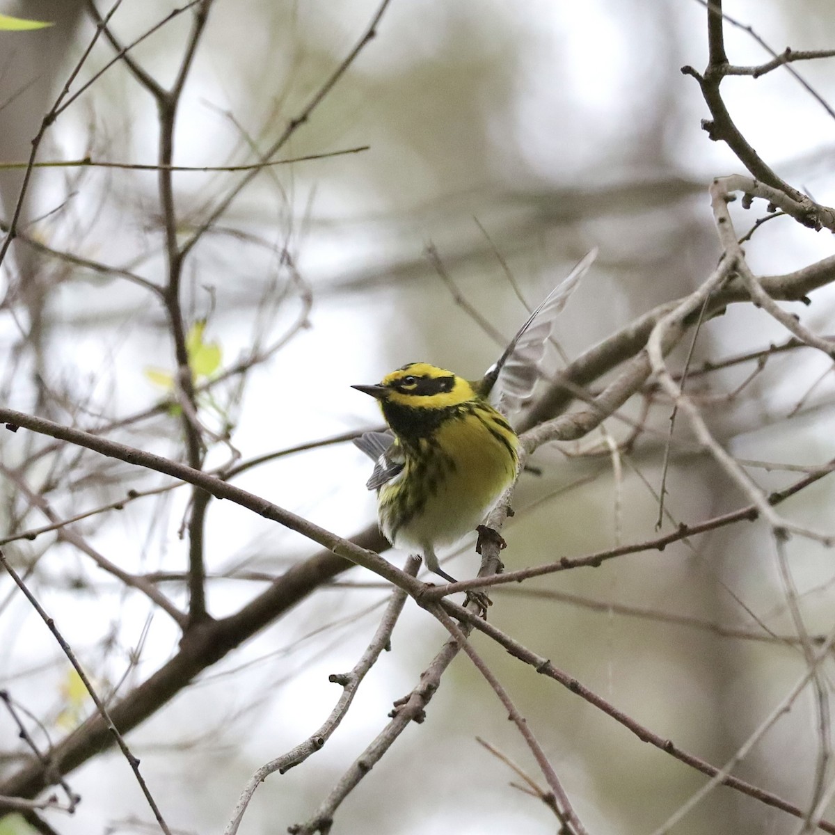 Townsend's Warbler - ML646921336