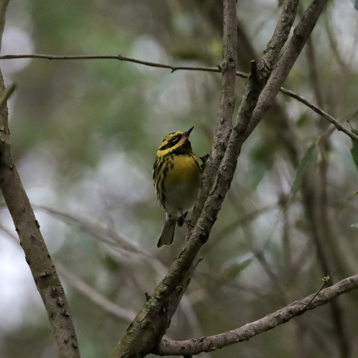 Townsend's Warbler - ML646921337