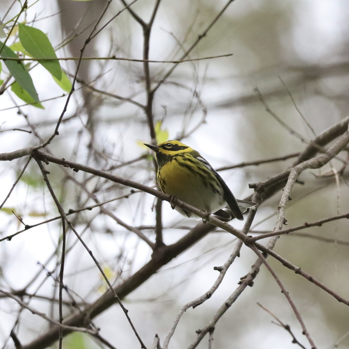 Townsend's Warbler - ML646921338
