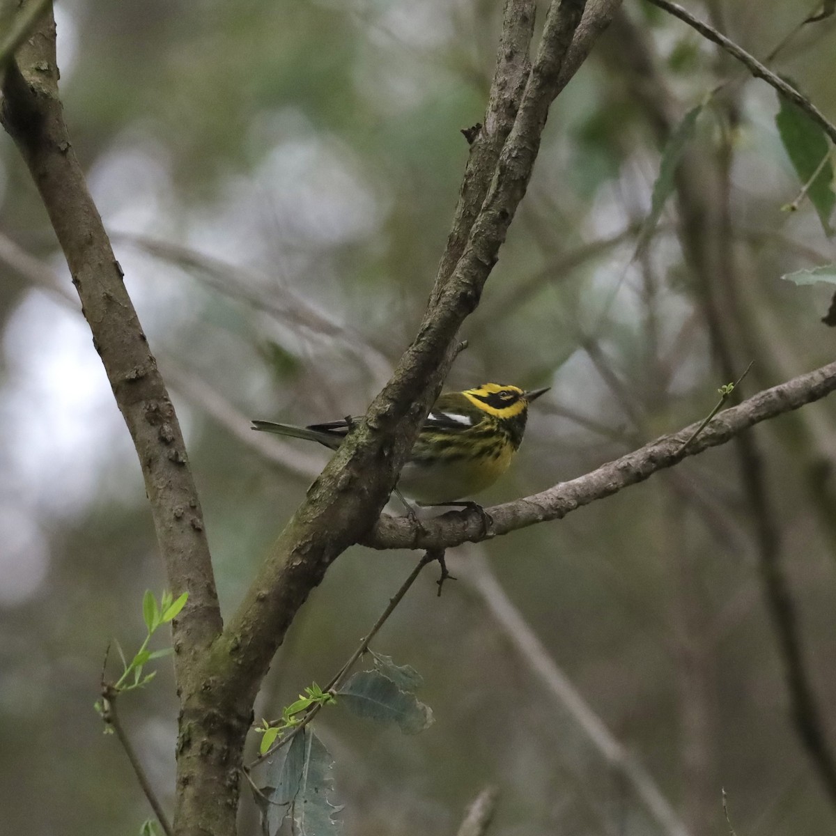 Townsend's Warbler - ML646921339