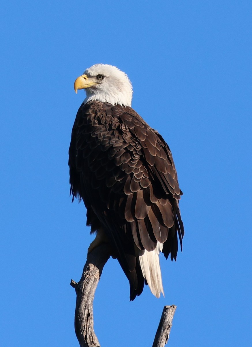 Bald Eagle - ML646921340