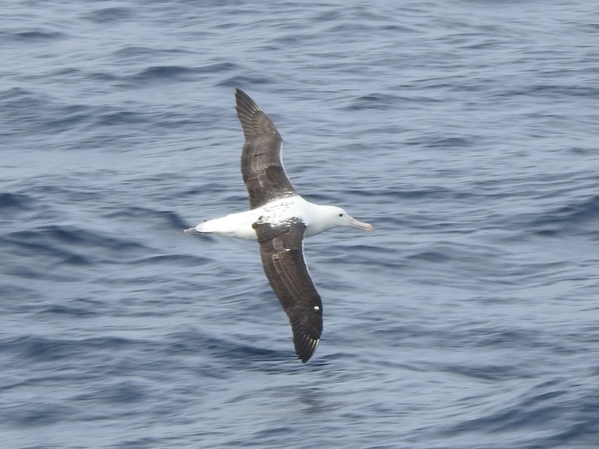 Northern Royal Albatross - ML646921343