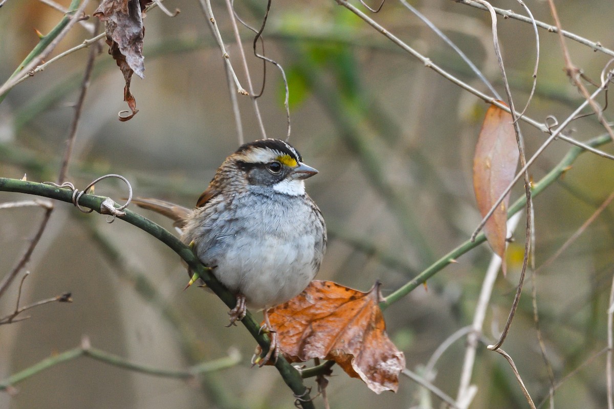 White-throated Sparrow - ML646921347