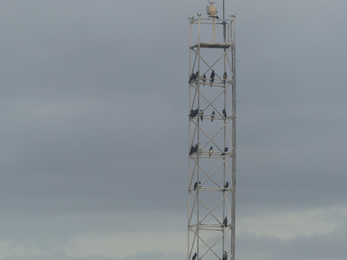 白腹鰹鳥(leucogaster) - ML646921357