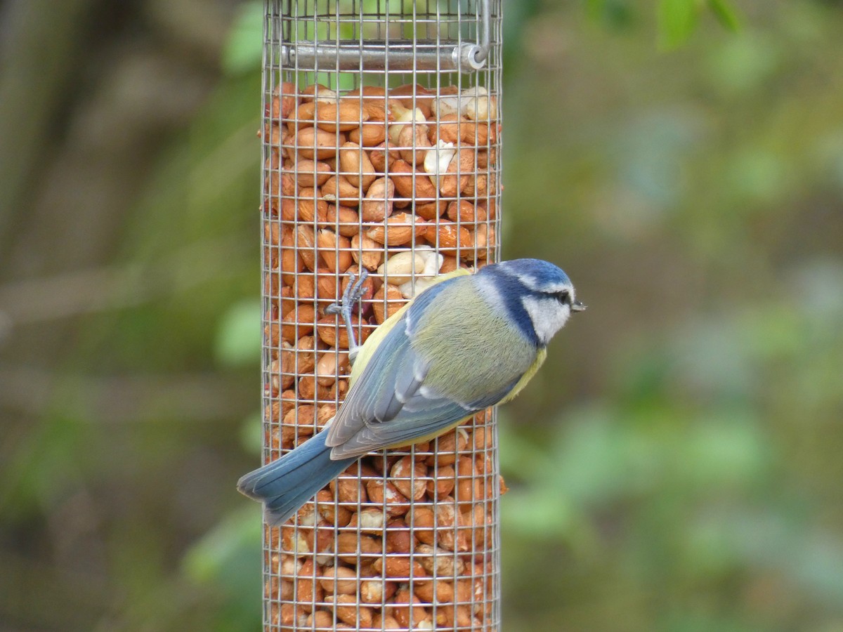 Eurasian Blue Tit - ML646921358