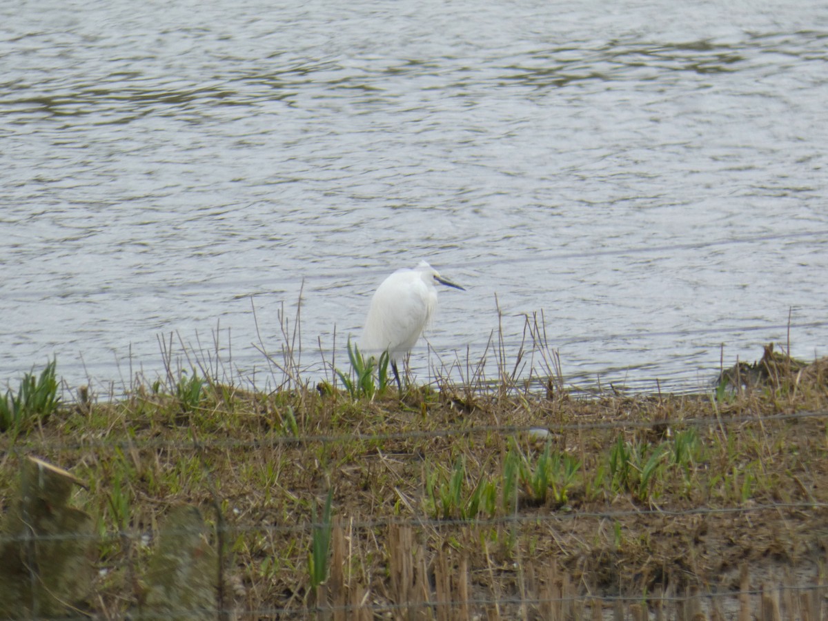 Чепура мала - ML646921363