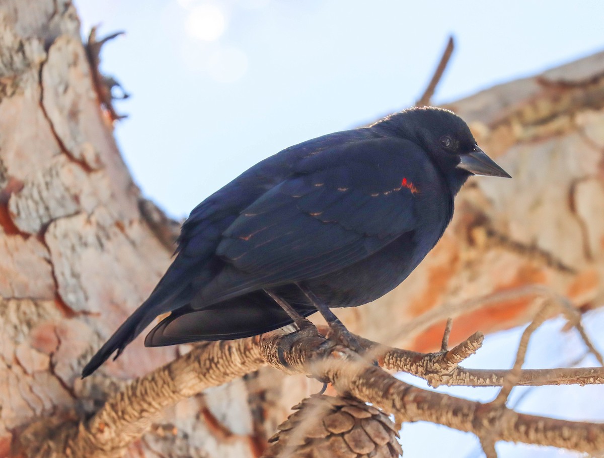 Red-winged Blackbird - ML646921366