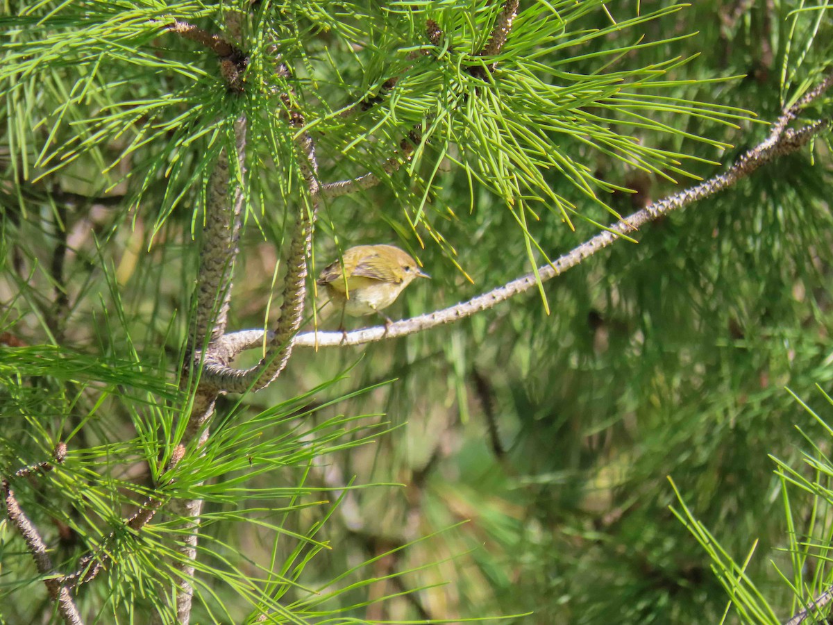 Common Chiffchaff - ML646921374