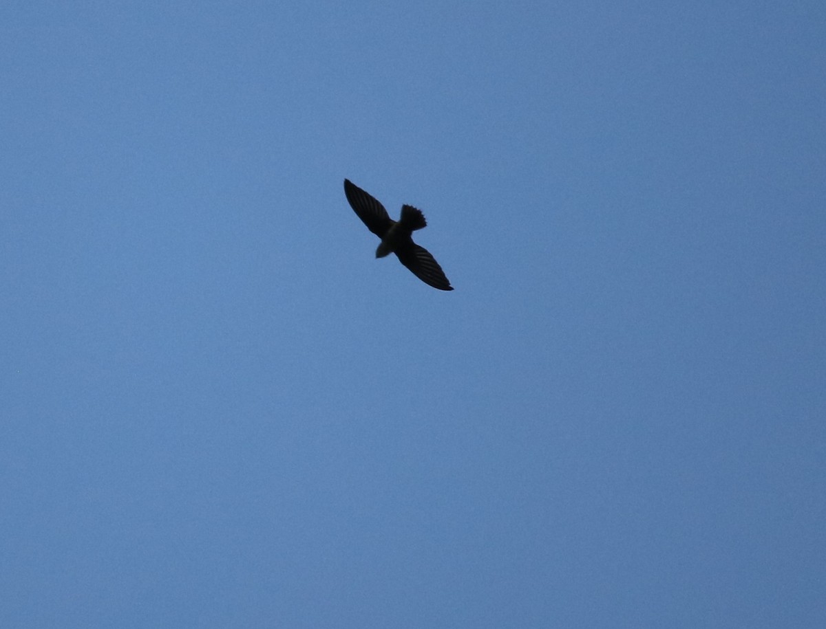 Vaux's Swift - ML646921379