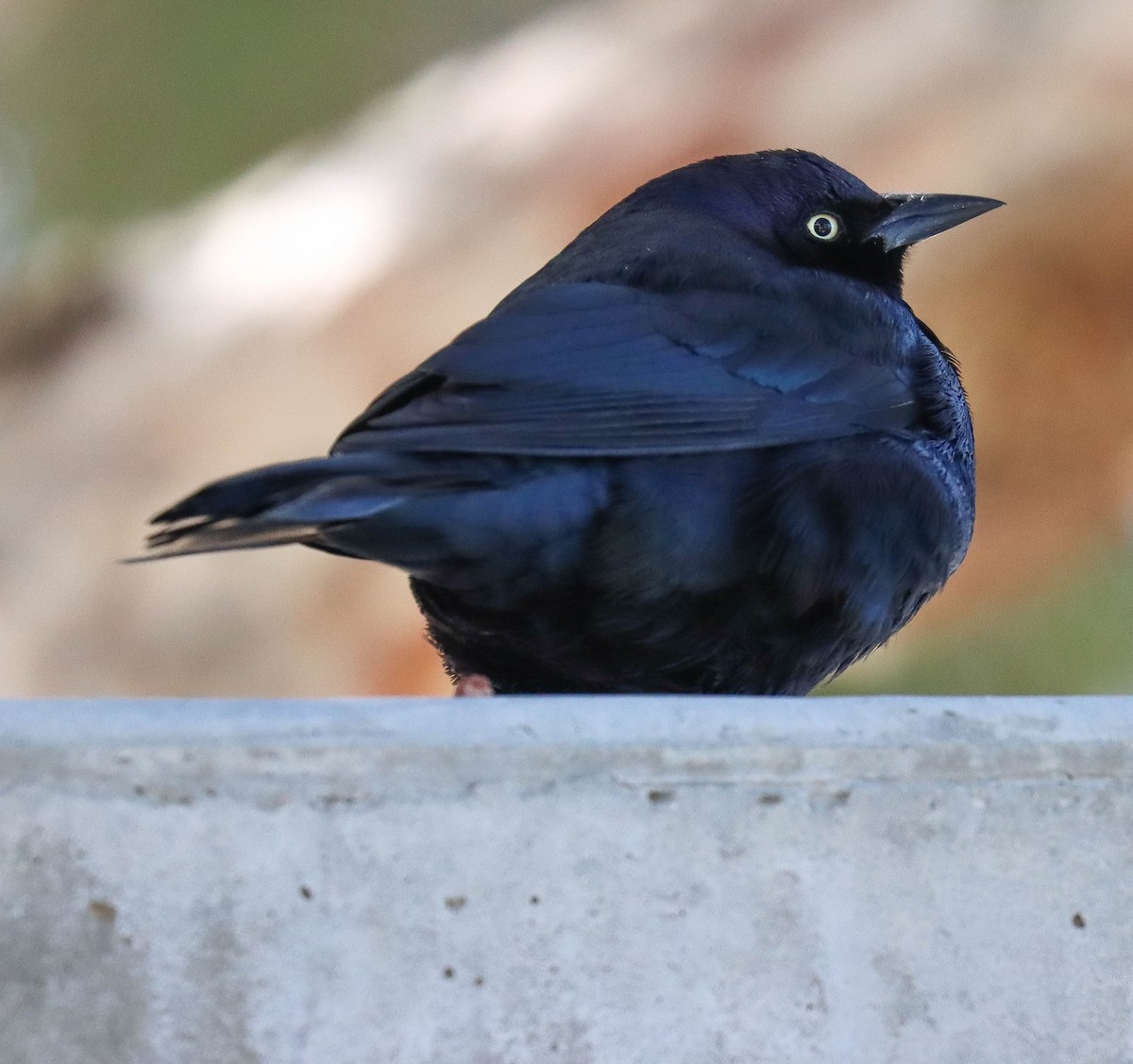 Трупіалець пурпуровий - ML646921380