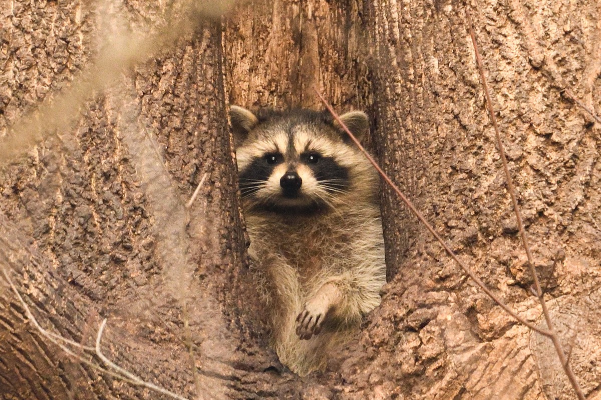 Eastern Raccoon - ML646921381