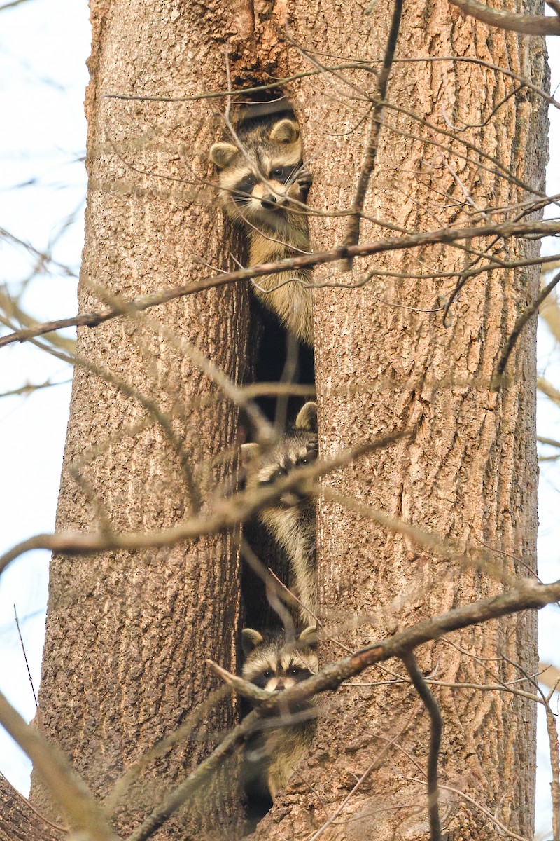Eastern Raccoon - ML646921382