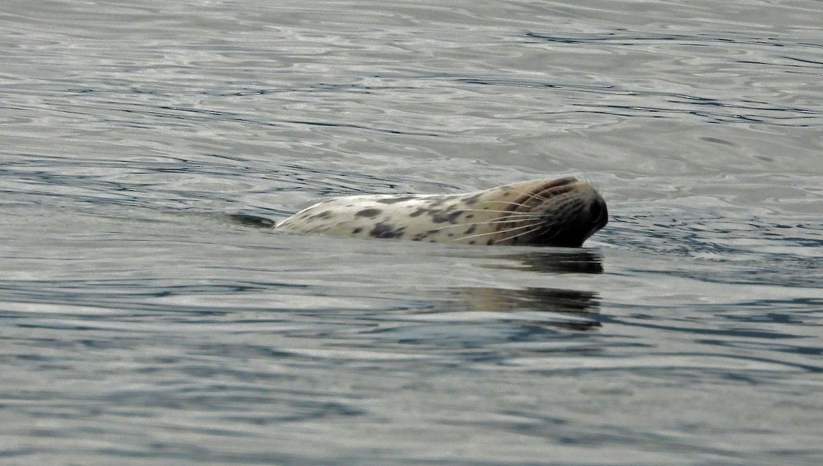 Harbor Seal - ML646921383