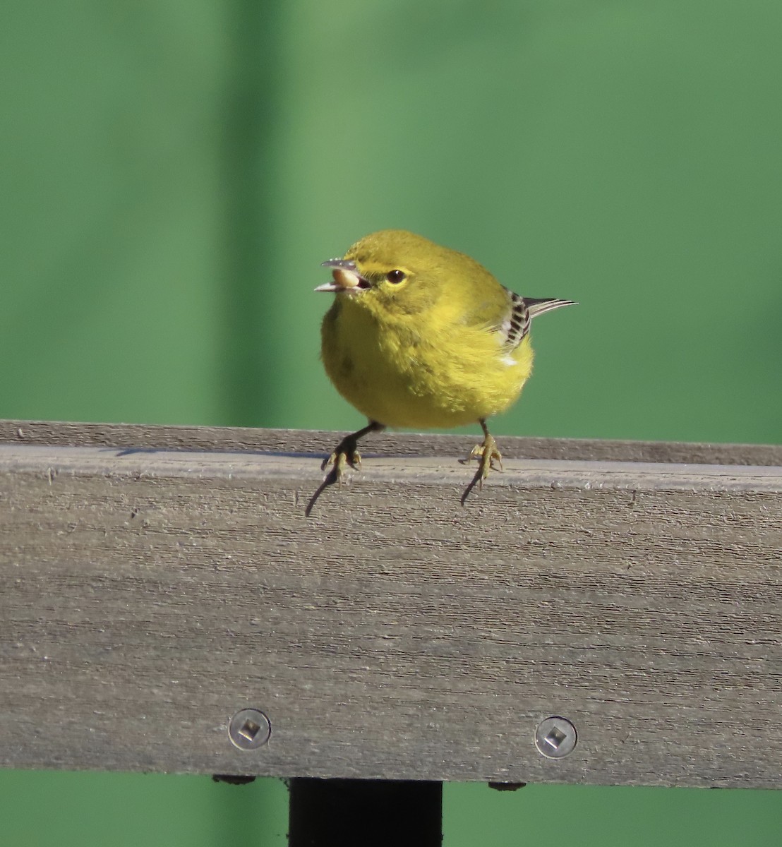 Пісняр-лісовик сосновий - ML646921384