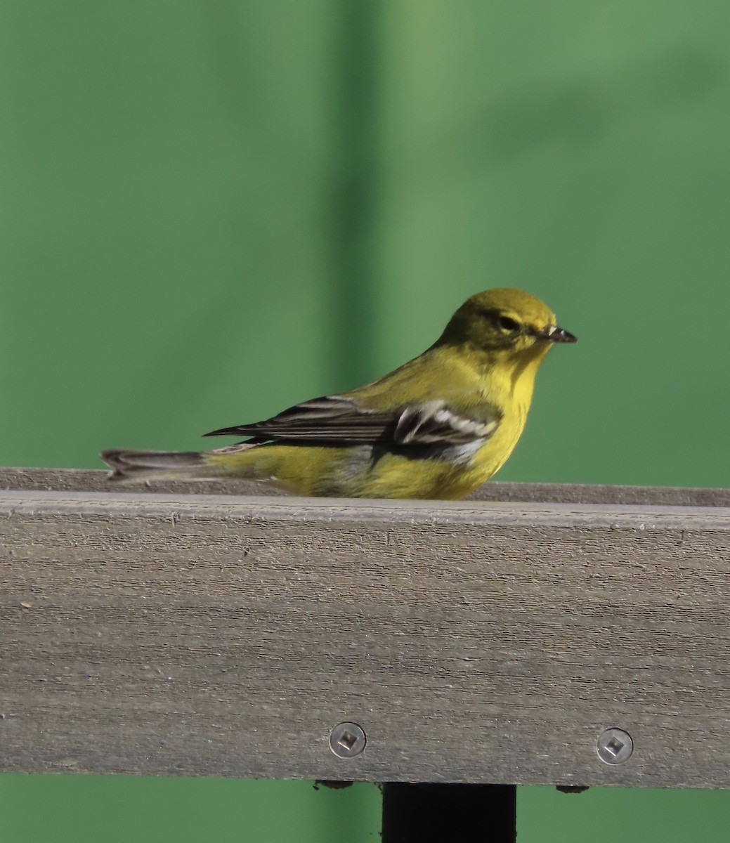 Пісняр-лісовик сосновий - ML646921385