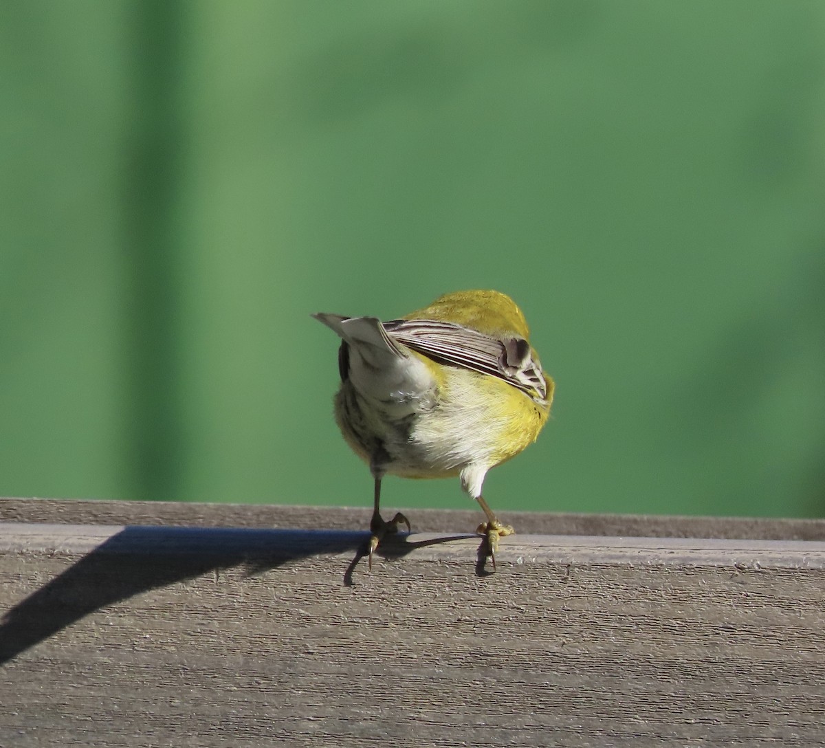 Пісняр-лісовик сосновий - ML646921386