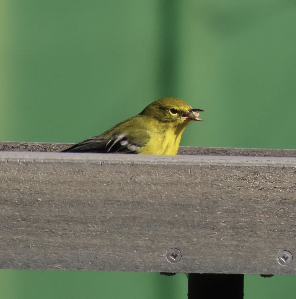 Пісняр-лісовик сосновий - ML646921387