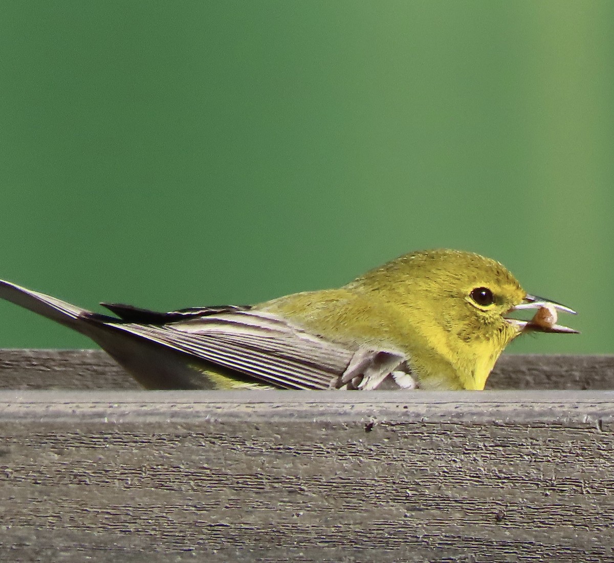 Пісняр-лісовик сосновий - ML646921388