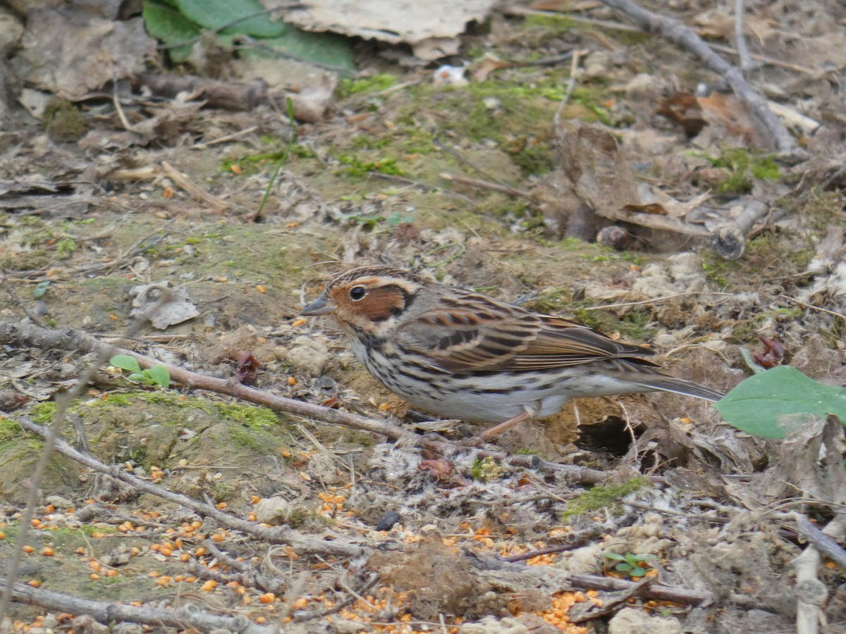 Вівсянка-крихітка - ML646921389