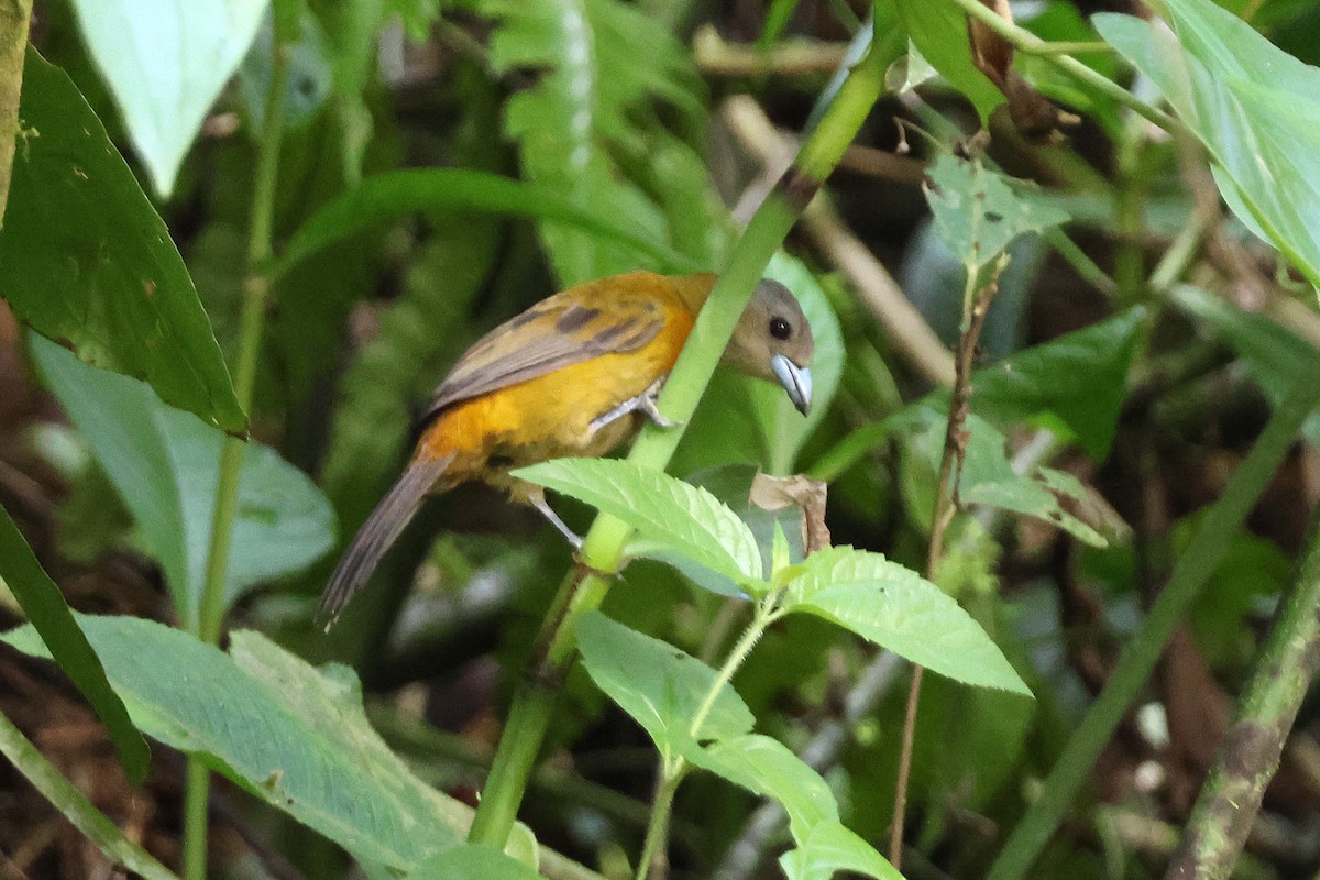 Тапіранга червоногуза - ML646921393